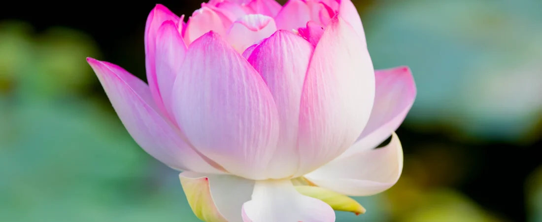 Justice and the Bonds of Karma