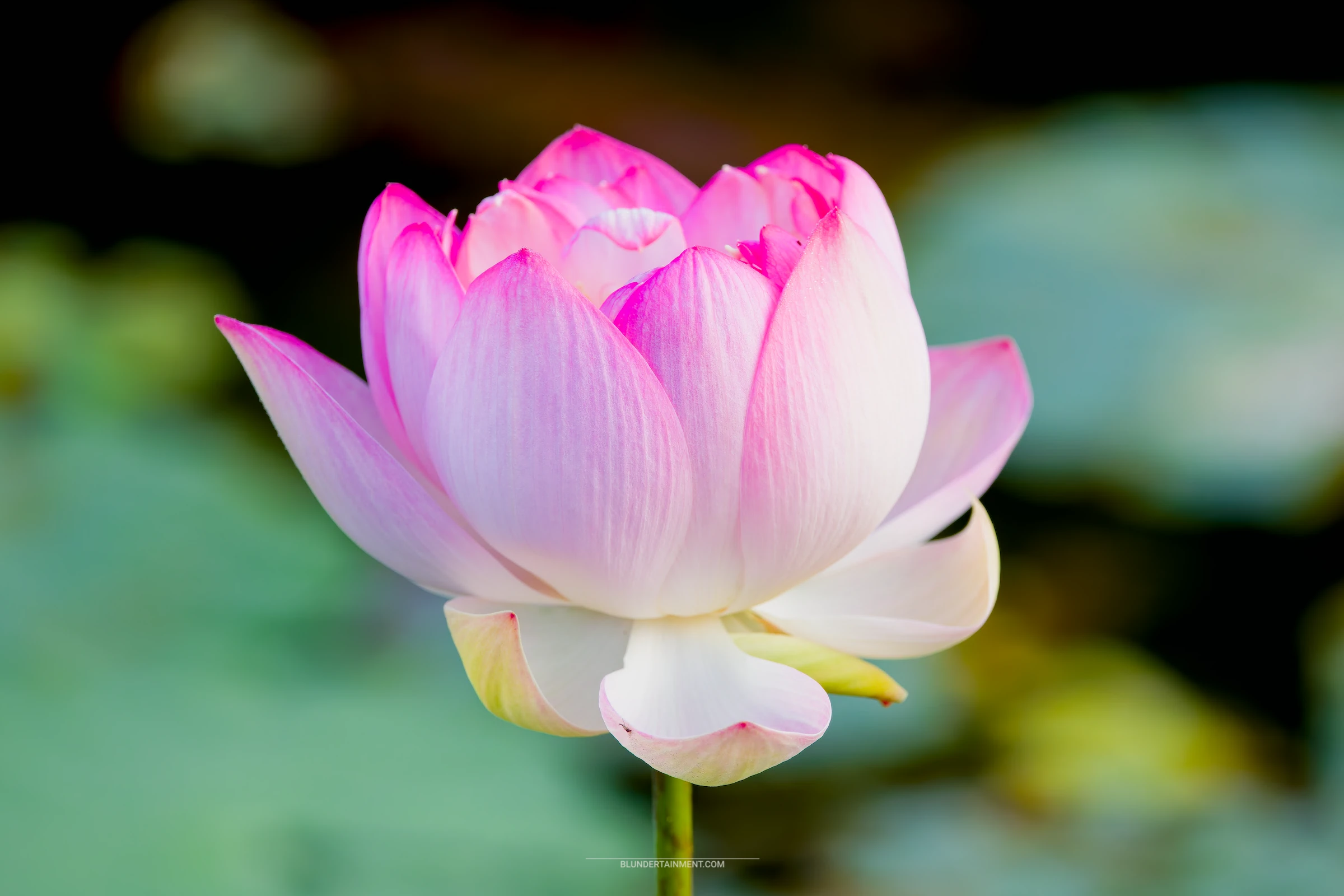 Justice and the Bonds of Karma