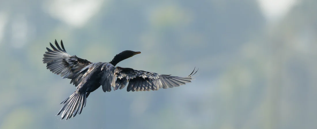 Triumph of the Automaton