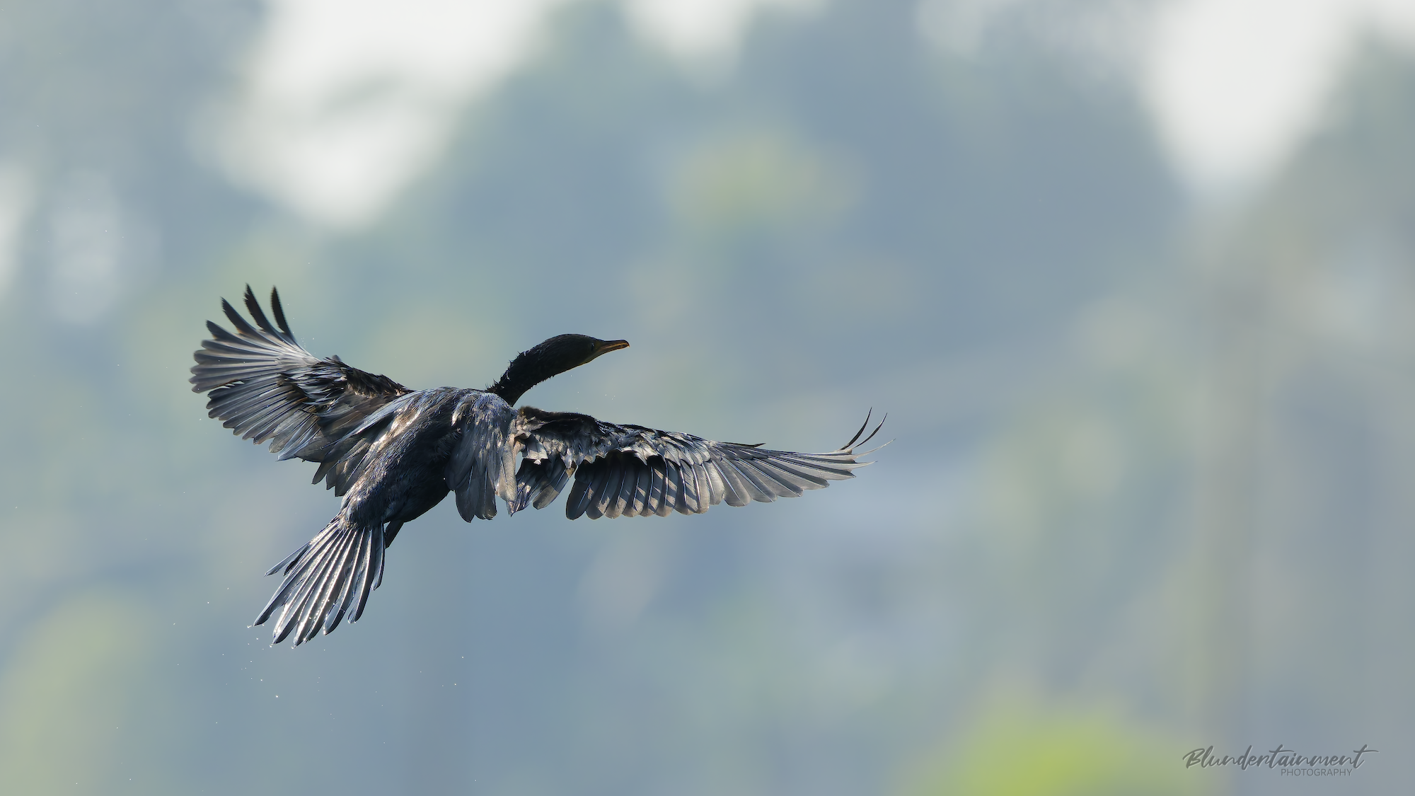 Triumph of the Automaton